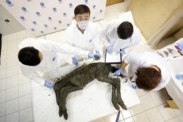 Cientistas examinam cadáver de potro que data há 42 mil anos atrás (Foto: Universidade Federal do Nordeste de Yakutsk)