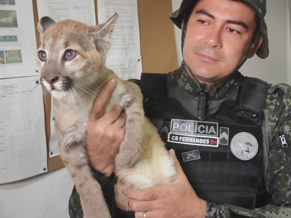 Animal foi encaminhado para o Zoológico do Santuário de São Francisco, em Canindé. — Foto: Polícia Militar/ Divulgação