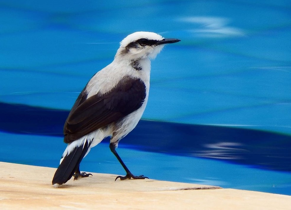 Salva Vidas Se Impressiona Com Diversidade De Especies Perto Das Piscinas Da Usp Terra Da Gente G1