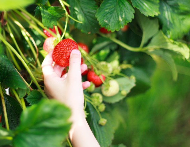 Image shows a hand selecting strawberries to pick. The strawberries are at "table top" height so that the picker does not have to bend down. (Foto: Getty Images)