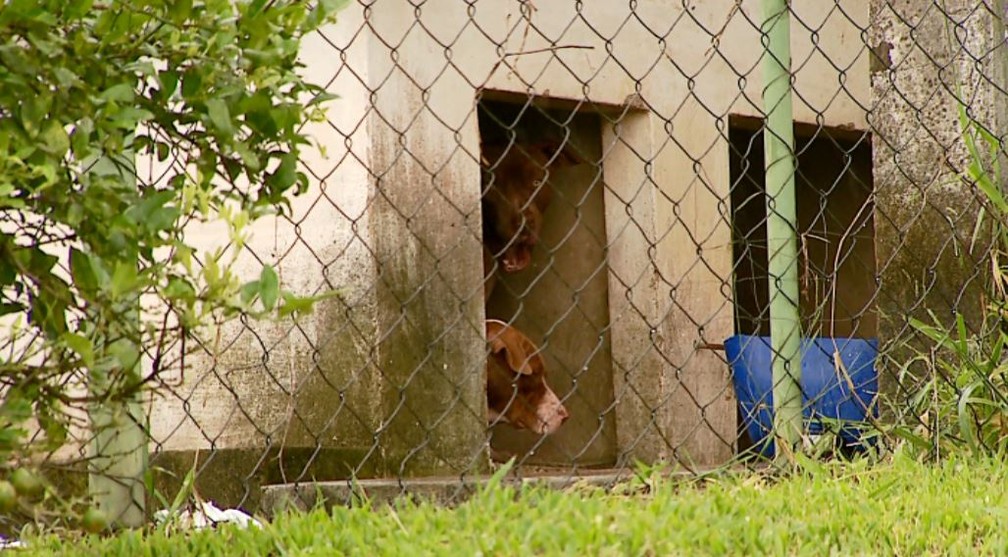 CÃ£es da raÃ§a pit bull atacaram menina de 6 anos em SÃ£o Carlos (Foto: ReproduÃ§Ã£o/ EPTV)