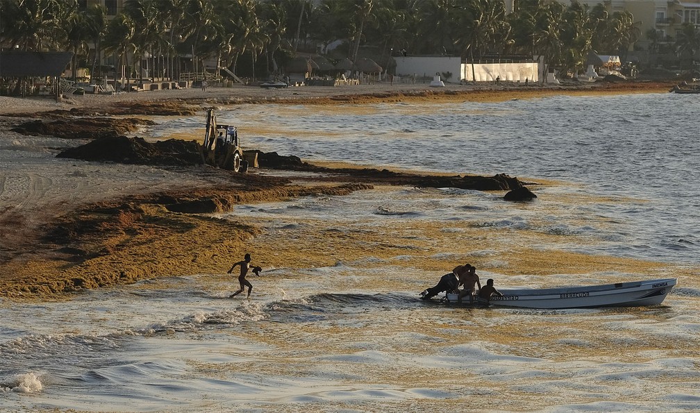 Grande quantidade de sargaço se acumulou na Playa del Carmen, no México. Governo mexicano diz que praia está livre da infestação. — Foto: Victor Ruiz/AP