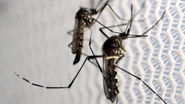 Mosquitos Aedes aegypti são vistos em laboratório da Oxitec em Campinas, São Paulo. O mosquito é transmissor das doenças dengue, zika vírus e febre chikungunya (Foto: Paulo Whitaker/REUTERS)