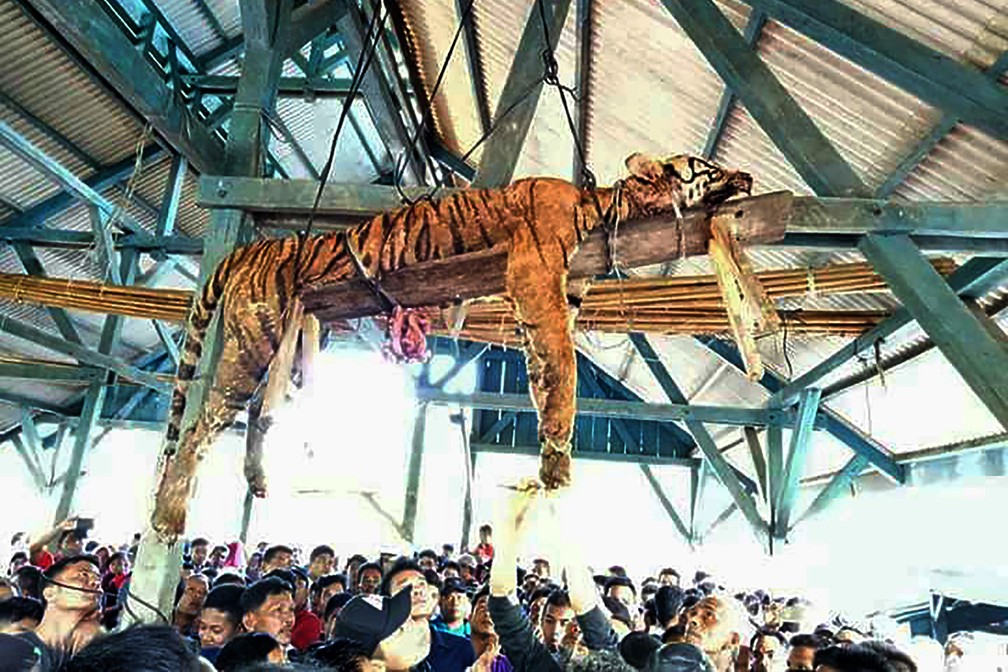 Foto tirada em 4 de março mostra tigre estendido sobre uma tábua de madeira em aldeia da Indonésia (Foto: Muhammad Agussalim/AFP)