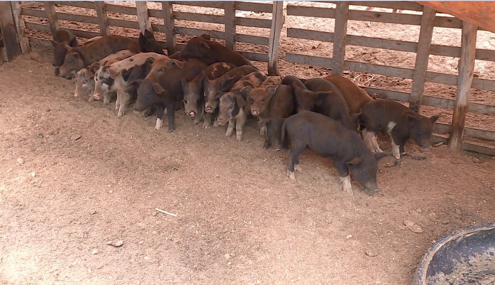 Porcos em propriedade de Petrolina â Foto: ReproduÃ§Ã£o/ TV Grande Rio 
