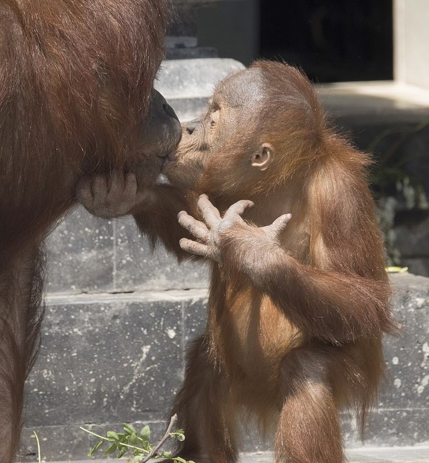 O pequeno beija carinhosamente a mãe, após a birra (Foto: Koen Hartkamp)