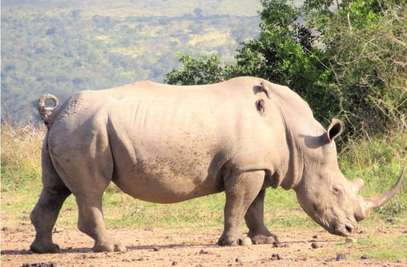 Rinoceronte-branco do norte só tem mais duas exemplares fêmeas (Foto: Wikimedia Commons)