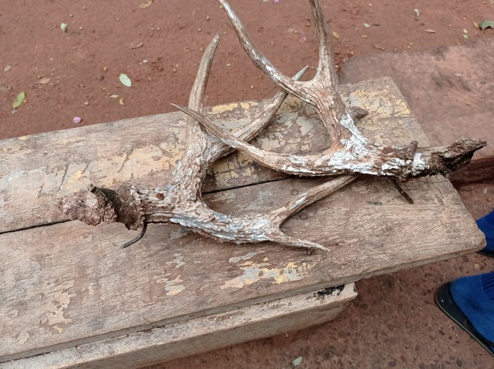 Chifres de veado foram apreendidos em uma fazenda, em Anhumas — Foto: Polícia Militar Ambiental