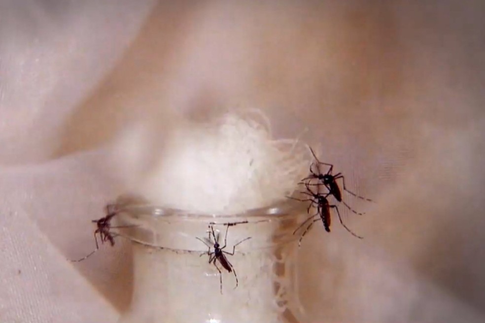 ES registra mais de mil notificações de possíveis casos de dengue por dia — Foto: Reprodução/TV Gazeta