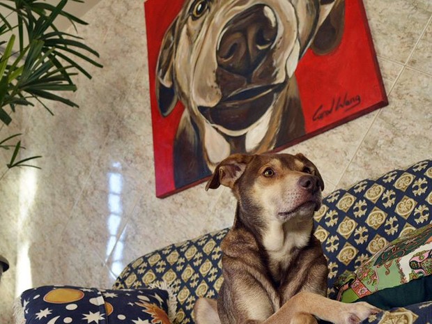 Ninão, cachorro que tem milhares de fãs na internet morreu na terça-feira (13) (Foto: Rodrigo Coelho/Arquivo Pessoal)