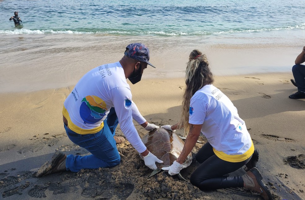 Tartaruga-verde resgatada em 2021 é devolvida ao mar em Ilhabela  — Foto: Divulgação/Instituto Argonauta 