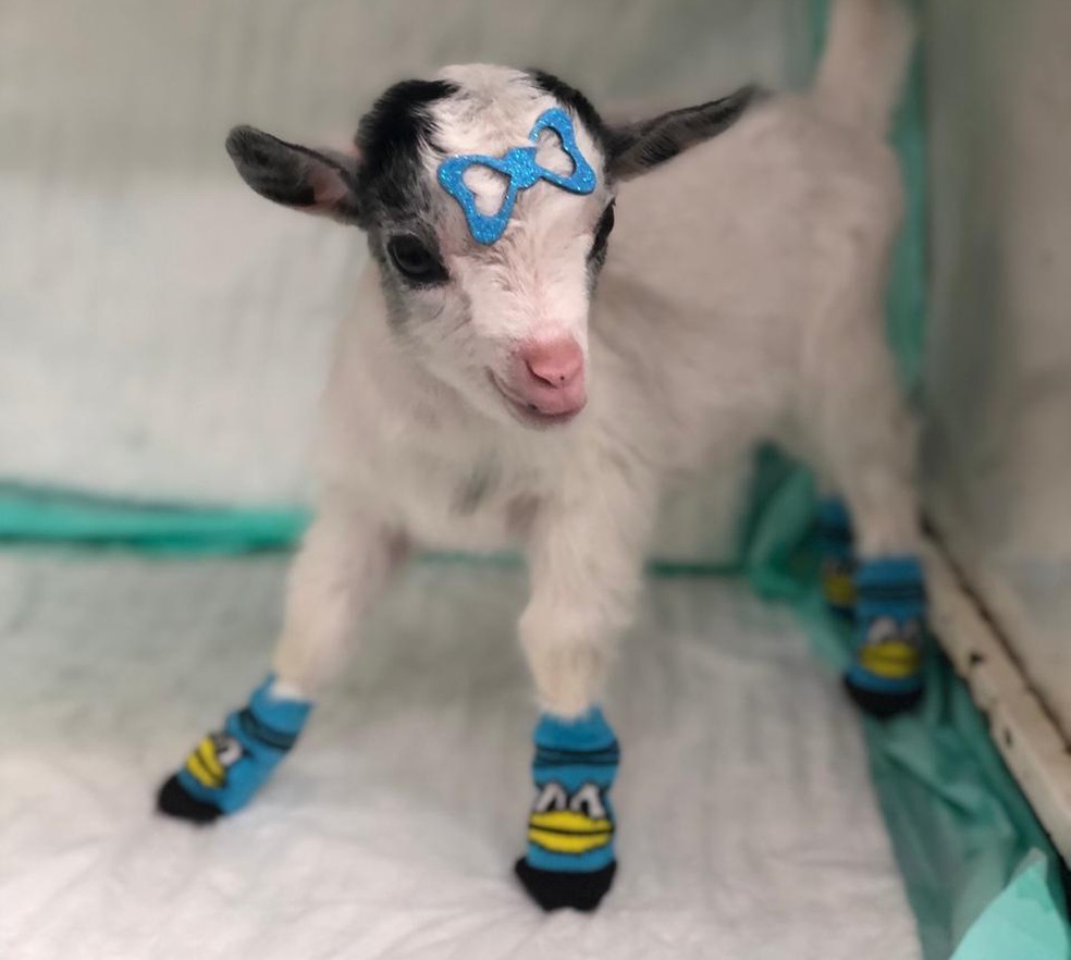 Cabra Faz Sucesso Ao Ser Criada Como Cachorro Em Sp Todo Mundo Ama Santos E Regiao G1