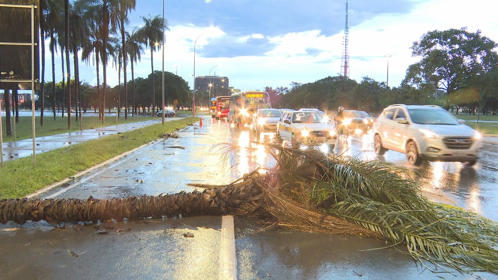 Árvore caiu no meio da pista, no eixo Monumental, devido à chuva forte da última terça-feira (26) — Foto: TV Globo/Reprodução