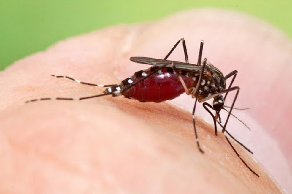 Cuidados com a prevenção da dengue, zika e chikungunya devem ser mantidos no isolamento — Foto: Divulgação