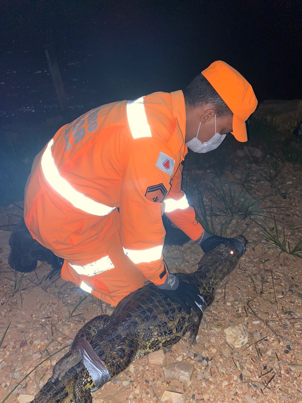 Jacaré estava sem ferimentos e foi solto em uma barragem — Foto: Corpo de Bombeiros/ Divulgação