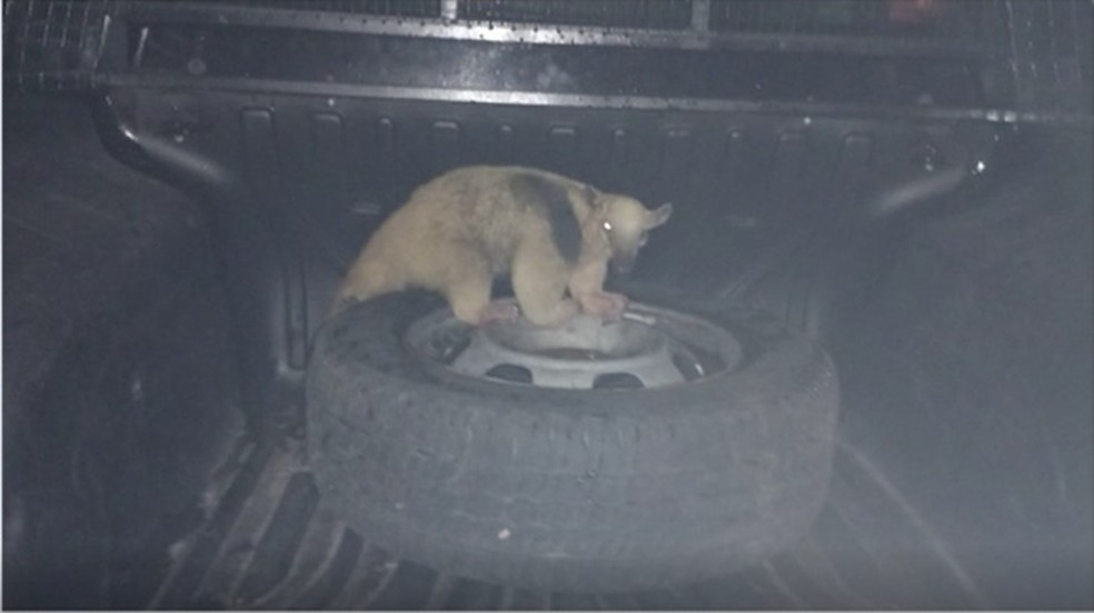 Tamanduá resgatado em Maués — Foto: Reprodução
