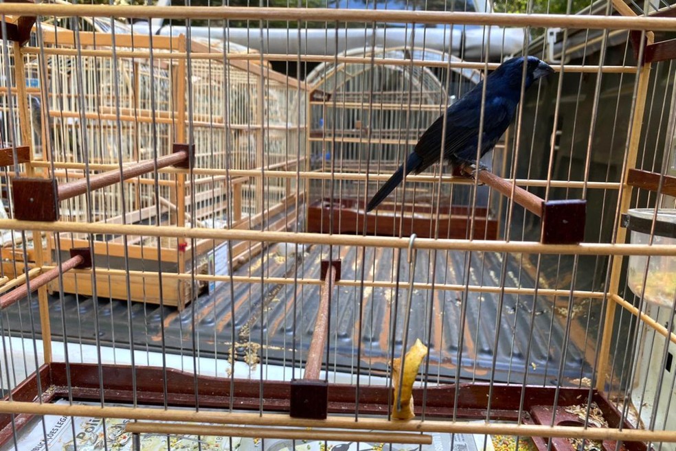 Polícia Ambiental e IAT resgataram 60 aves nativas mantidas em uma casa de forma irregular, em Pato Branco — Foto: Divulgação/Instituto Água e Terra