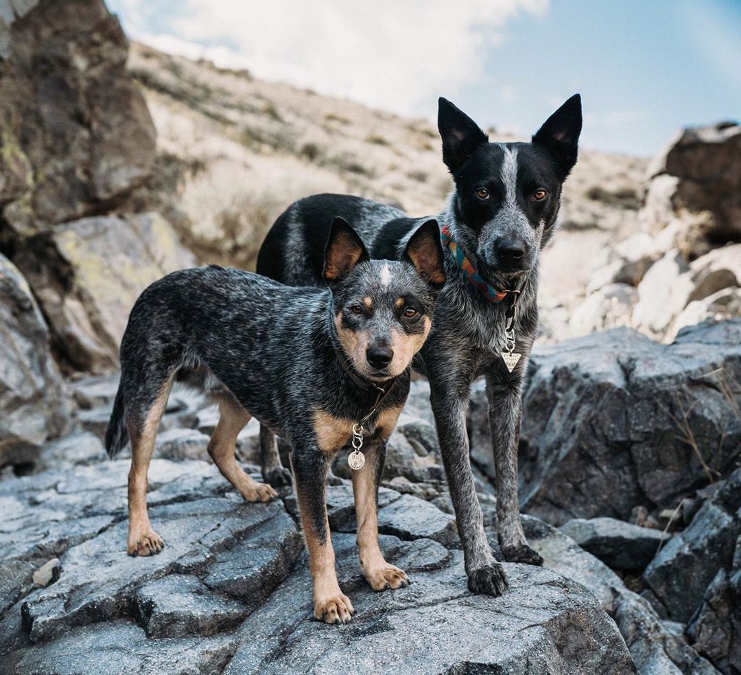 Cães da raça blue heeler (Foto: Reprodução Instagram @red.and.the.blue.duo)