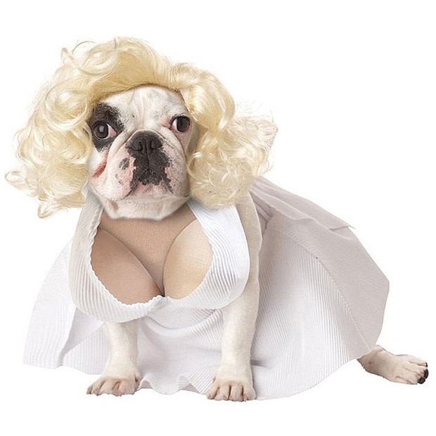 Fantasia de Marilyn Monroe para cachorro: já vem com seios incluídos e peruca loira, à venda na Amazon (Foto: Reprodução/Amazon)