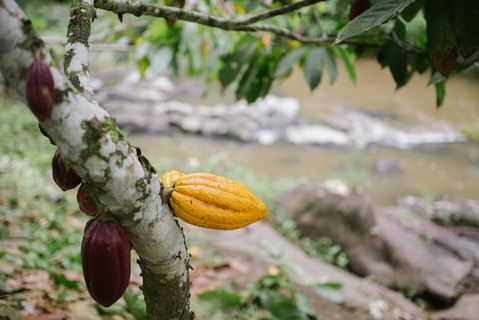 1.Fruta no pé: na Fazenda Riachuelo, em Ilhéus, 5% dos 175 hectares de plantação de cacau vão para a fábrica da Mendoá. O restante é vendido na forma de amêndoas torradas