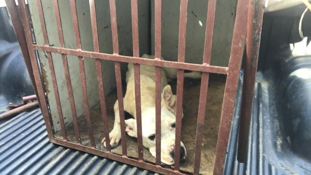 Homem é preso e multado em R$ 3 mil por maus tratos a pitbull em São José