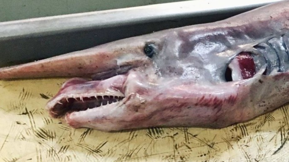 Tubarão-duende descoberto por pescador russo