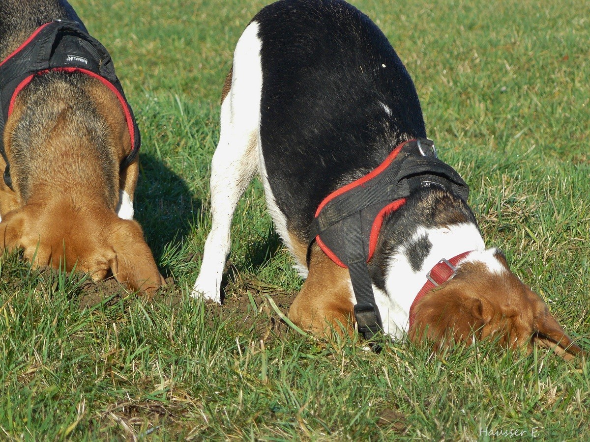 É normal os cães e gatos esconderem o alimento, pois isso faz parte do instinto animal  (Foto: Flickr/ Vesale/ CreativeCommons)