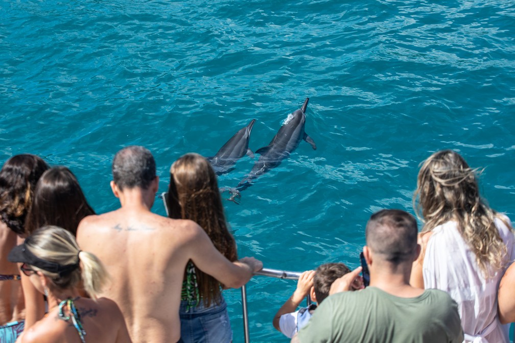 Turistas veem golfinhos durante passeio de barco em Fernando de Noronha — Foto: Fábio Tito/G1