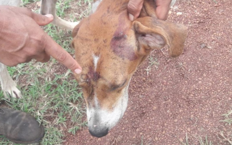 Foto de um dos cães do ex-prefeito que teria sido ferido durante briga com onça-parda  — Foto: Reprodução/Polícia Civil