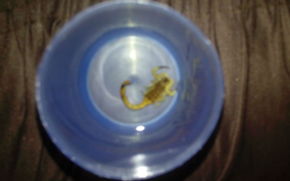 Escorpião foi tirado de cordão umbilical de bebê — Foto: Arquivo Pessoal