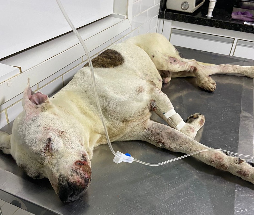 Pit bull é abandonado dentro de saco plástico em lixão na Zona Sul de Teresina — Foto: Raíssa Rocha/Arquivo pessoal