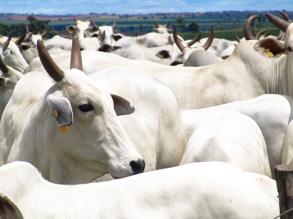 Os abates de bovinos recuaram 11,1% no terceiro trimestre de 2021, em relaÃ§Ã£o a igual perÃ­odo 2020, segundo dados do IBGE. â Foto: DivulgaÃ§Ã£o