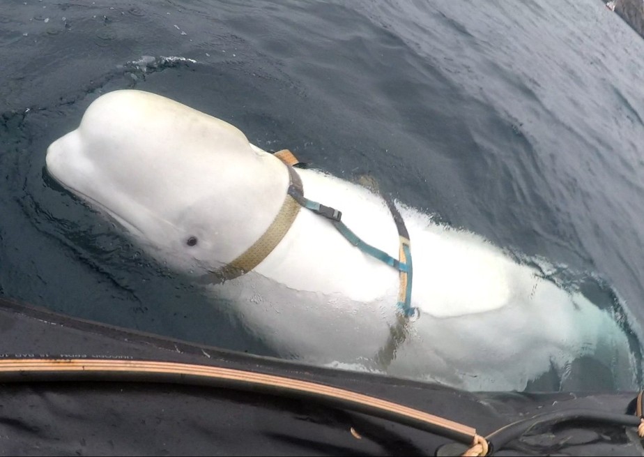 Noruega pede para pessoas e barcos ficarem longe de baleia beluga 'espiã russa'
