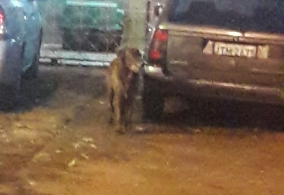 Cachorro foi morto com golpes de taco de beisebol — Foto: Reprodução