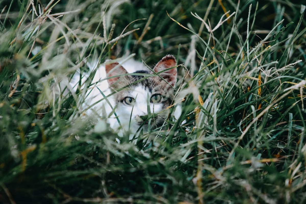 Os gatos são acostumados a caçar suas presas na natureza, por isso, é importante fazer o enriquecimento alimentar em casa, para aproximá-los ao máximo da sua forma de alimentação natural (Foto: Pexels/ Pok Rie/ CreativeCommons)