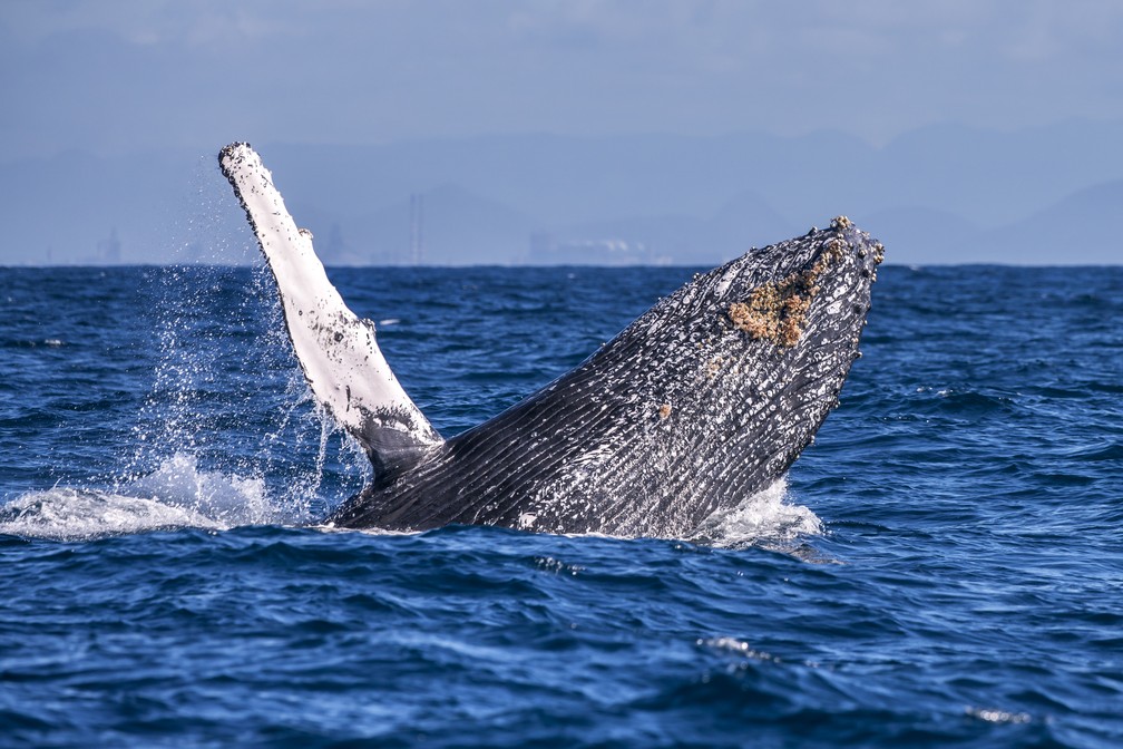 Baleia que passou na Grande Vitória na temporada reprodutiva de 2022. — Foto: Reprodução/Leonardo Merçon