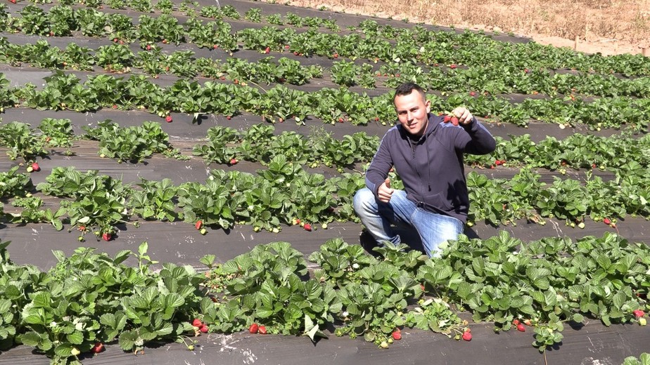 Produtor Henrique Carvalho investiu no cultivo da fruta sem o uso de defensivos