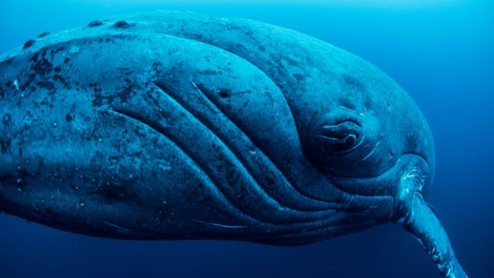 Os corpos das baleias são enormes reservas de carbono — Foto: Alamy via BBC