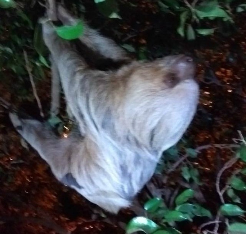 Animal foi solto em uma reserva de mata pr&oacute;xima a cidade (Foto: Alerta Rolim/Reprodu&ccedil;&atilde;o)
