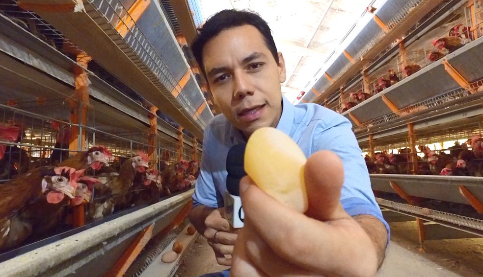 Sem a alimentação ideal, galinhas botam ovos sem casca (Foto: Wilson Aiello/EPTV)