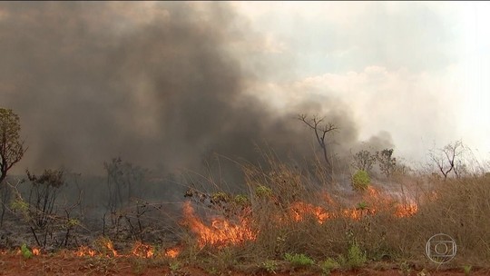 Cerrado se recupera mais rápido de queimadas do que a Amazônia
