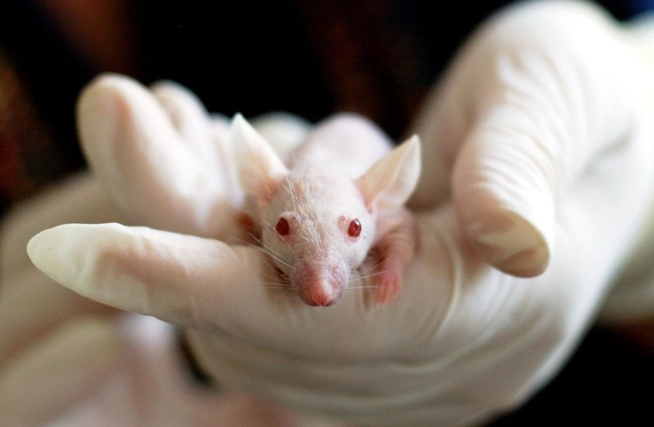 Testes de animais não serão mais necessários antes de testes clínicos em humanos nos EUA
