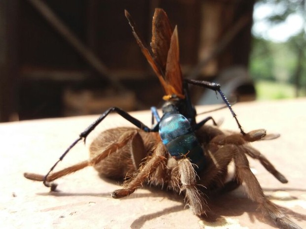 Conheça as vespas 'caçadoras' de aranha, Terra da Gente