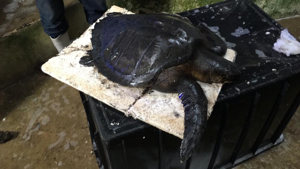 Tartaruga foi encontrada no litoral do RN coberta de óleo e limpa pela equipe do Aquário de Natal — Foto: Heloísa Guimarães/Inter TV Cabugi