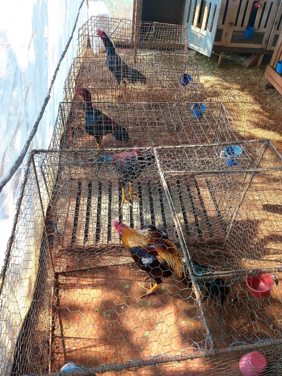 Foram localizados 54 galos índios que estavam presos em viveiros de madeira e passeadores de ferro, todos sem água e alimento — Foto: Polícia Ambiental
