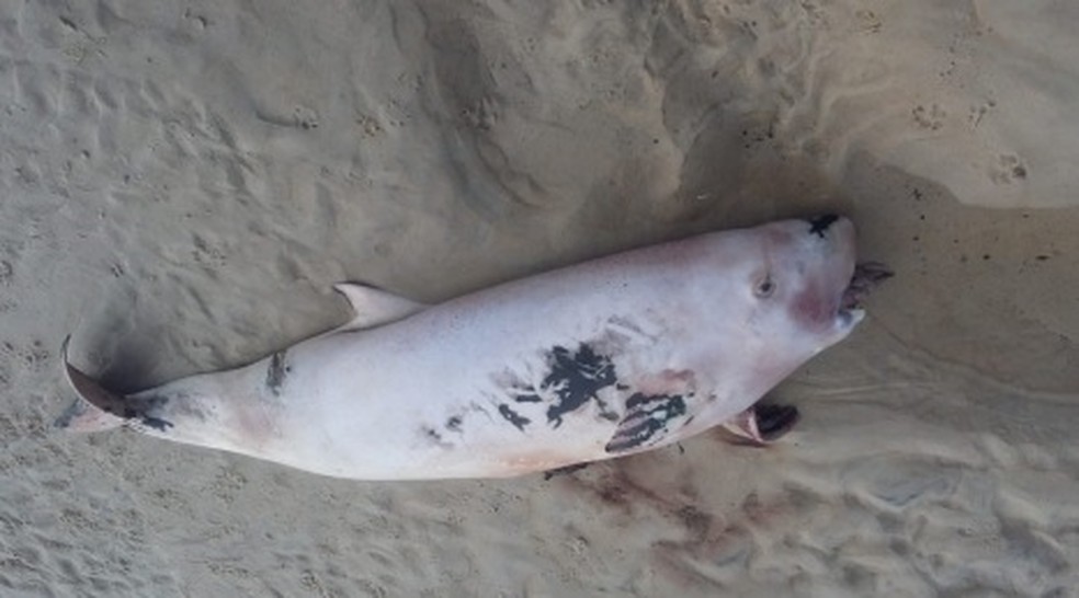 Espécie raríssima foi encontrada na praia Me Ache, em Ilhéus — Foto: Divulgação/Projeto (A)mar