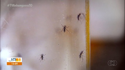 Vacina contra dengue: 14 municípios do Tocantins vão receber imunizante