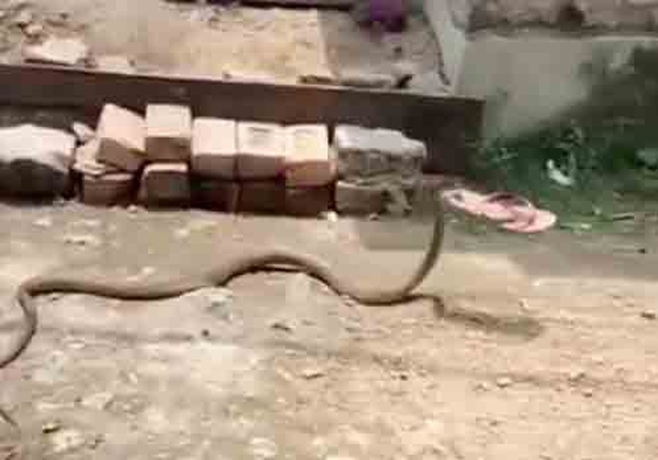 Cobra rouba chinelo atirado para espantá-la e sai 'correndo'; veja vídeo hilário