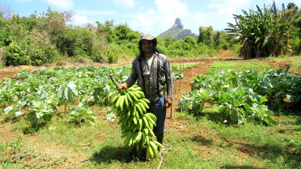 Cacho colhido por Josinaldo Dantas em Fernando de Noronha tem 11 palmas, somando a parte da frente e de trÃ¡s, com atÃ© 28 bananas â Foto: Ana Clara Marinho/G1