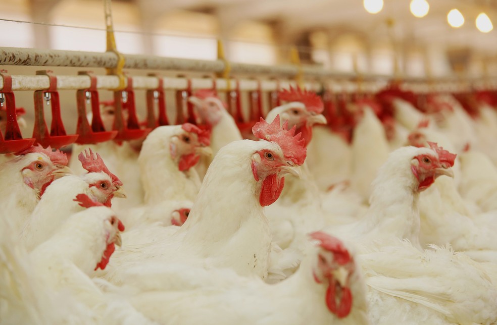 ParanÃ¡ Ã© um dos lÃ­deres na produÃ§Ã£o nacional de frangos (Foto: Giuliano Gomes/PR Press)